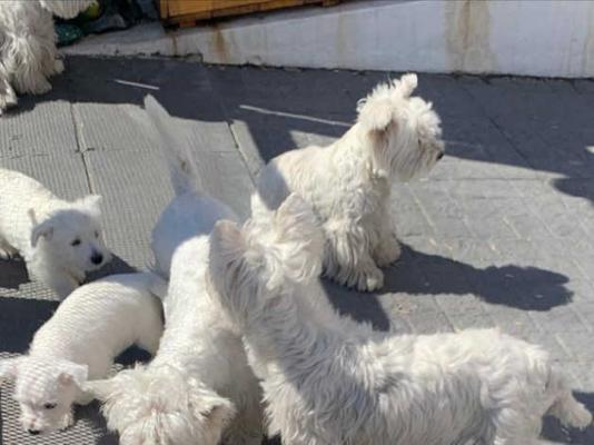 Pure Breed Westie Puppies for sale kc reg